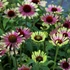 Echinacea purpurea 'Green Twister' – Bíbor kasvirág