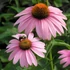 Echinacea purpurea 'Magnus' – Bíbor kasvirág