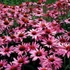 Echinacea purpurea 'Magnus' – Bíbor kasvirág
