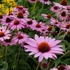 Echinacea purpurea 'Magnus' – Bíbor kasvirág