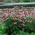Echinacea purpurea 'Magnus' – Bíbor kasvirág