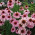 Echinacea purpurea 'Magnus Superior' – Bíbor kasvirág