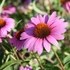 Echinacea purpurea 'Magnus Superior' – Bíbor kasvirág