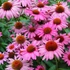 Echinacea purpurea 'Rubinstern' – Bíbor kasvirág