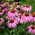 Echinacea purpurea 'Rubinstern' – Bíbor kasvirág