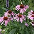 Echinacea purpurea 'Rubinstern' – Bíbor kasvirág