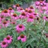 Echinacea purpurea 'Rubinstern' – Bíbor kasvirág