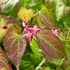 Epimedium x rubrum – Tündérvirág, püspöksüveg