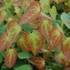 Epimedium x rubrum – Tündérvirág, püspöksüveg