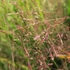 Eragrostis spectabilis – Tőtippan