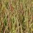 Eragrostis spectabilis – Tőtippan