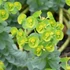 Euphorbia myrsinites - Szürke kutyatej