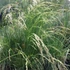 Festuca amethystina – Lila csenkesz
