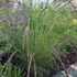 Festuca amethystina – Lila csenkesz
