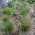 Festuca amethystina – Lila csenkesz