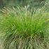 Festuca amethystina – Lila csenkesz