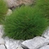 Festuca gautieri (scoparia) - Medveszőrcsenkesz