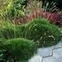 Festuca gautieri (scoparia) - Medveszőrcsenkesz