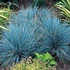 Festuca glauca 'Blue Select' – Kék csenkesz