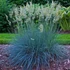 Festuca glauca 'Blue Select' – Kék csenkesz