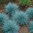 Festuca glauca 'Blue Select' – Kék csenkesz
