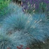 Festuca glauca 'Blue Select' – Kék csenkesz