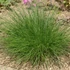 Festuca mairei – Atlasz csenkesz