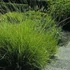 Festuca mairei – Atlasz csenkesz