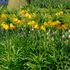 Fritillaria imperialis 'Lutea' – Császárkorona