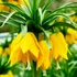 Fritillaria imperialis 'Lutea' – Császárkorona