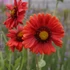 Gaillardia x grandiflora 'Burgunder' – Kerti kokárdavirág