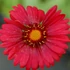 Gaillardia x grandiflora 'Burgunder' – Kerti kokárdavirág