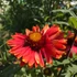 Gaillardia x grandiflora 'Burgunder' – Kerti kokárdavirág