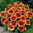 Gaillardia 'Kobold' - Törpe kokárdavirág