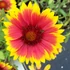 Gaillardia 'Kobold' - Törpe kokárdavirág