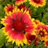 Gaillardia 'Kobold' - Törpe kokárdavirág