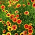 Gaillardia 'Kobold' - Törpe kokárdavirág