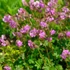 Geranium x cantabrigiense 'Berggarten' – Angol gólyaorr