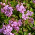 Geranium x cantabrigiense 'Berggarten' – Angol gólyaorr