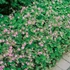 Geranium x cantabrigiense 'Berggarten' – Angol gólyaorr