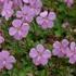 Geranium x cantabrigiense 'Karmina' – Angol gólyaorr
