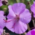Geranium x cantabrigiense 'Karmina' – Angol gólyaorr