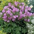Geranium x cantabrigiense 'Karmina' – Angol gólyaorr