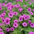 Geranium 'JS Matu Vu' – Gólyaorr