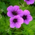Geranium 'JS Matu Vu' – Gólyaorr