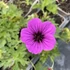 Geranium 'JS Matu Vu' – Gólyaorr