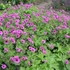 Geranium 'JS Matu Vu' – Gólyaorr