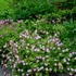 Geranium macrorrhizum 'Ingwersen's Variety' - Illatos gólyaorr