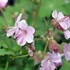 Geranium macrorrhizum 'Ingwersen's Variety' - Illatos gólyaorr
