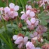 Geranium macrorrhizum 'Ingwersen's Variety' - Illatos gólyaorr